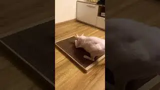 Когтедралка Когтеточка для кошек 56 × 30
