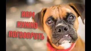 Что будет, если животные начнут разговаривать?