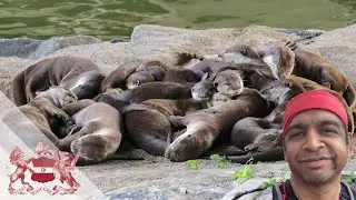 The Return of the Smooth-Coated Otter to Singapore | N Sivasothi