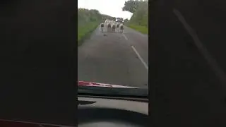 #Sheep Blocking Road