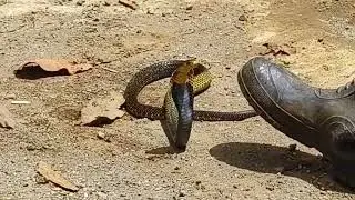 COBRA NAHULI MALAPIT SA AMING BAHAY
