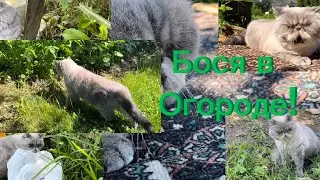 Бося в огороде!  *лизал лопату*