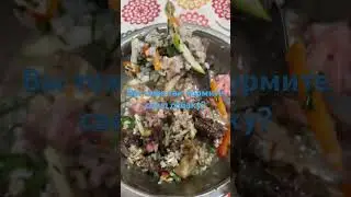 Вы тоже так кормите свою собаку?