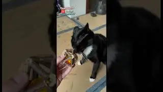 Кота вштырило от мяты, кот наркоман горе в семье | мемы | приколы от Зубарев 