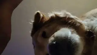 Chow Chow Eyebrow