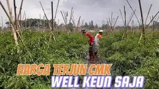 Cuaca Ekstrim bulan Nopember !!! waspada layu fusarium dan layu bakteri pada tanaman cabai !!!