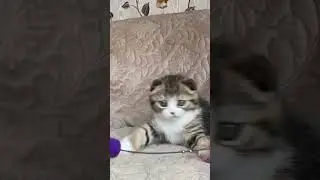 Котенок вислоухий 