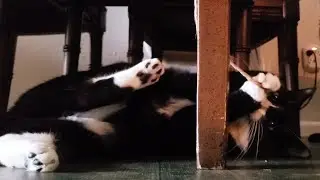 Simply Happy Kitty | Tuxedo Cat