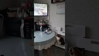любимое видео нашей кошки Ириски парк львов Тайган 