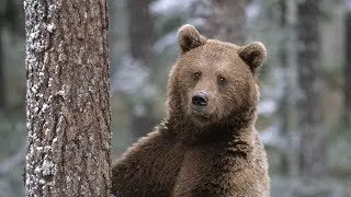 Мамочка, медведь