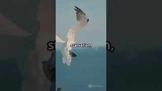The Incredible Journey of Bird Migration How Birds Migrate Thousands of Miles #birds #migration #bio