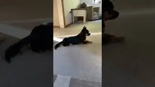 CLOVEY KISSES #chorkie #dog #clover #dancesong #cat #cutepuppy #dancesongs #blowup #puppy #Kiss