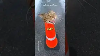 I Found a Cat Stuck in THIS... You Won't Believe Her Reaction 💔 