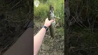 Щука на вертушку.