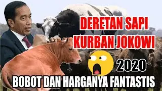 sapi kurban jokowi 2020 - Jumlah,Bobot & Harga Fantastis!! #sapikurbanjokowi