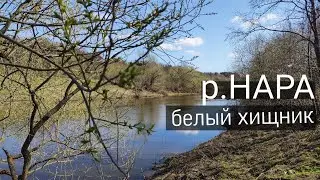 р.Нара - весна / белый хищник