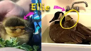 Unlikely Family: Goose with Back Injury Adopts Baby Gosling