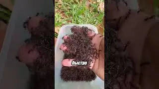 В Китае даже муравьи помогают на охоте! 🐜🍽️