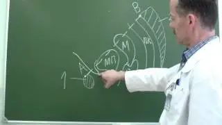 Ход брюшины в малом тазу сагиттальный разрез