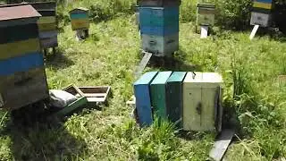 ЧП на пасеке