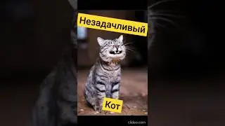 Незадачливый кот 🐱 