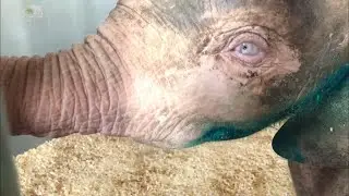 Unseen Footage of Four Month Old Albino Elephant, Khanyisa & Her Blue Eyes