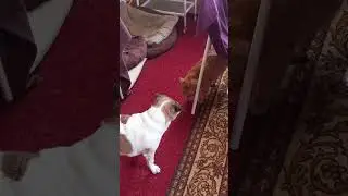 Пес Гриша с котом Барсиком уважуха
