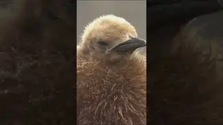 It can take up to a year for king penguin chicks to shed their drab, brown plumage.
