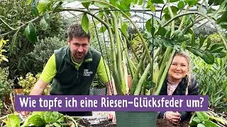 Glücksfedern und andere Zimmerpflanzen pflegen | MDR Garten