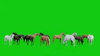Herd of Horse Standing and eating green screen footage | 4K footages | GreenScreen Vfx