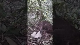 Honey Buzzard, eagle mother is going to give up youngest child and not feed it蜂鹰，鹰妈妈恐怕是要放弃最小的孩子了，不喂它