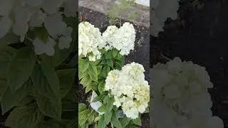 Гортензия Сандей Фрайз, очаровала своей нежностью.