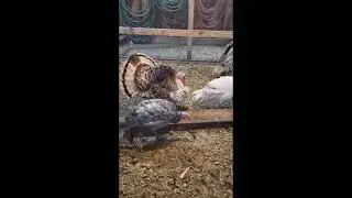 Tom Jr Struts for the 1st time