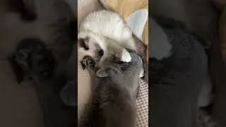 Смешные котята 🐈‍⬛ 