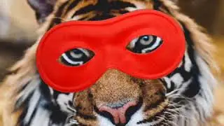 Appropriation Tiger