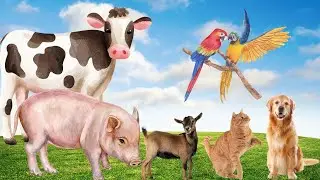 Farm animal life: pig, dog, cat, chicken, cow,...