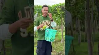 Thử thách ăn nho sống, nho chua hơn cả chanh, nho Ninh Thuận