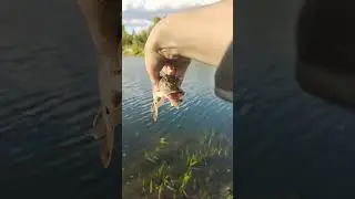 первая щучка в этом сезоне 👏👏👏