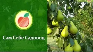 Самая ранняя груша Юньска Лeпотица
