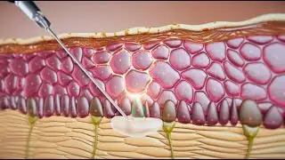 Explainer videos for Blum Cosmetics. Video presentation of the new product