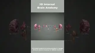3D Brain Anatomy.