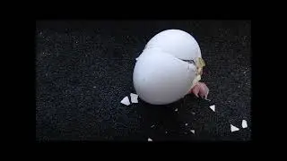 Вылупление филиненка и др. 24 25 мая