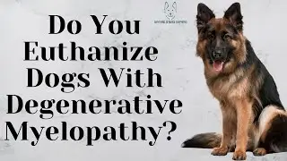 Do You Euthanize Dogs With Degenerative Myelopathy?