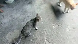 Gatos hablando