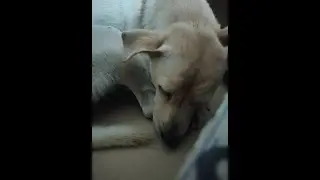 What is the dog doing 🐶