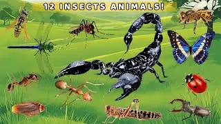 12 Fascinating Insects Kids Will Love – Learn and Have Fun! 🐜🦋🐞