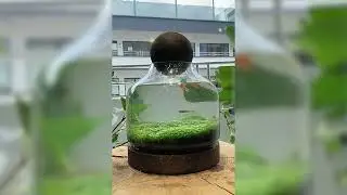 Aquatic grass and ornamental fish hight  51