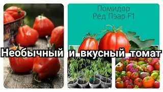 🔥Томат РЕД ПЭАР🍅 Самый лёжкий томат, ели до Нового года.🏡