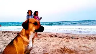 Der Hund am Schwarzen Meer Strand in Kranevo, Bulgarien August 2023