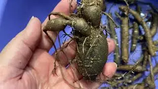 Слепые корни пионов. Как вырастить новые почки? Мои первые результаты.🌺🌺🌺